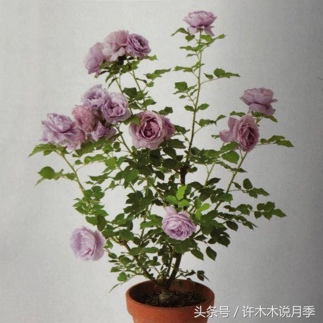 藤本月季修剪残花的方法,月季开花后怎么修剪复花快