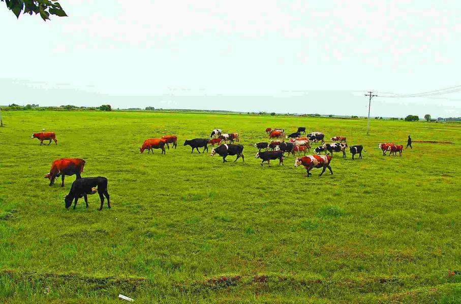 新致富项目有哪些,新型致富项目3500