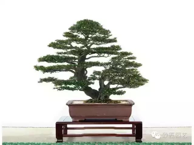 小叶檀盆景价格,小叶檀造型盆景