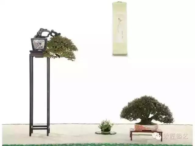 小叶檀盆景价格,小叶檀造型盆景