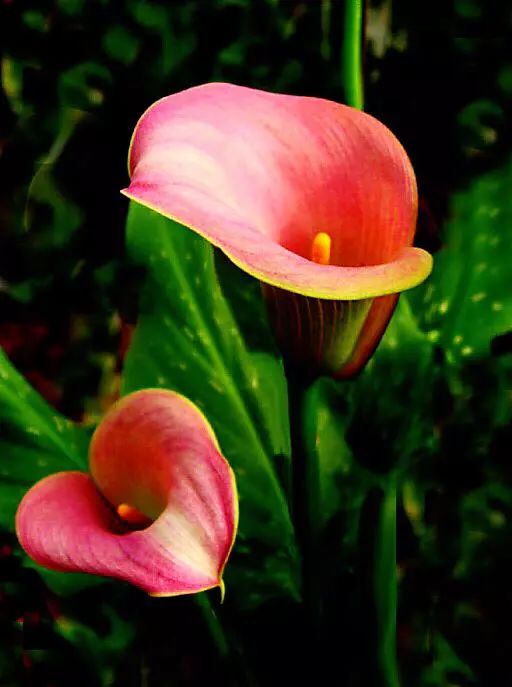 珍稀马蹄莲,如何让马蹄莲一年四季都活着