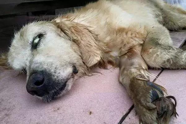 夏天别带狗狗去这些地方有危险,千万不要把宠物放车里