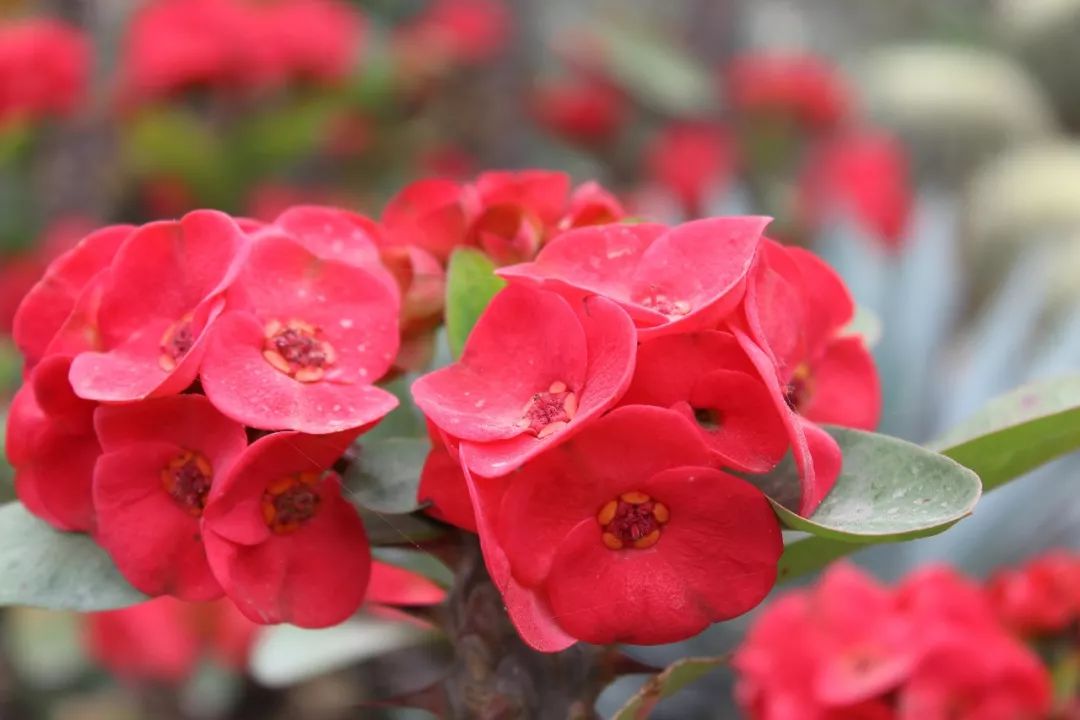 厦门鼓浪屿三日两夜亲子游,厦门鼓浪屿旅游一家三口攻略