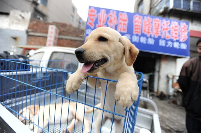 便宜的中型狗狗哪些值得入手,便宜的狗狗哪些值得入手