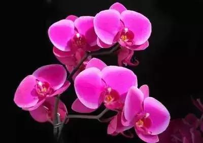 鲜花的100种花语,全部花草的花语