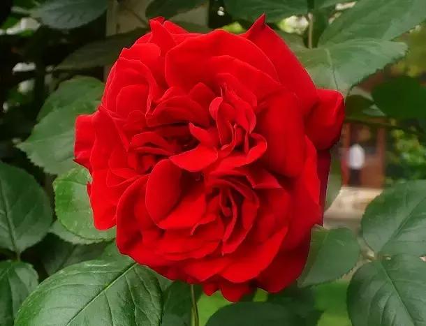 100种象征着爱情的花的花语,满天星花有几种颜色对应的花语