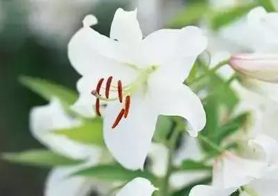 鲜花的100种花语,全部花草的花语