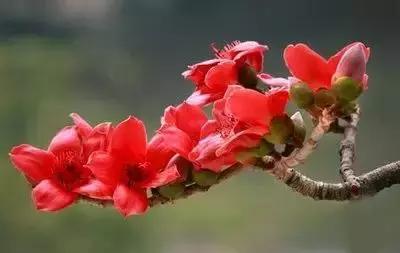 鲜花的100种花语,全部花草的花语