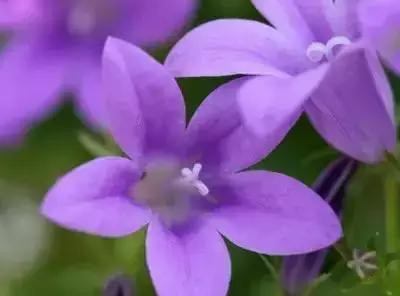 100种的鲜花花语合集,100种花的寓意和花语