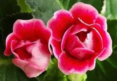 鲜花的100种花语,全部花草的花语