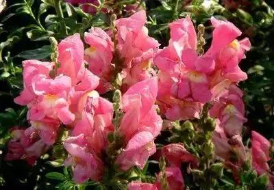 100种的鲜花花语合集,100种花的寓意和花语