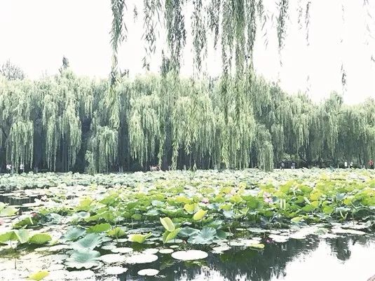 包头内的主题公园,城建美景