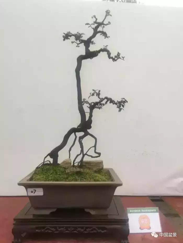 左世新金弹子盆景直播,左世新根艺金弹子