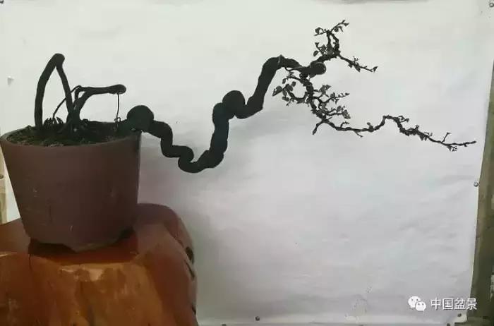 左世新金弹子盆景直播,左世新根艺金弹子