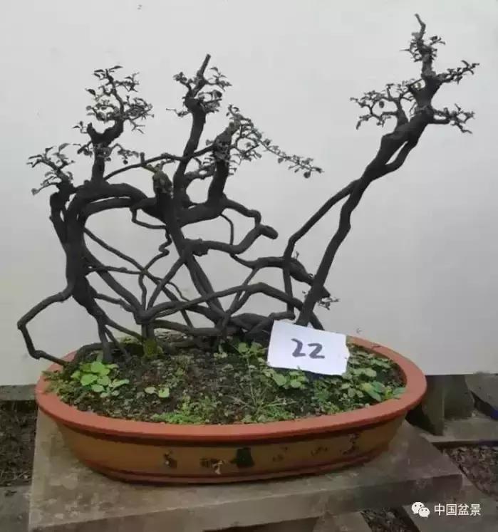 左世新金弹子盆景直播,左世新根艺金弹子