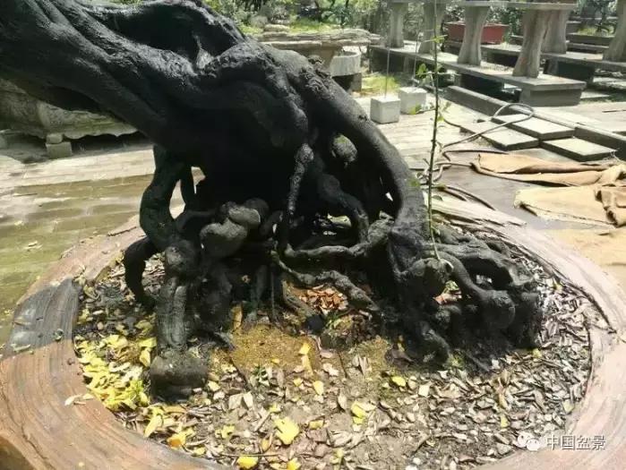 左世新金弹子盆景直播,左世新根艺金弹子