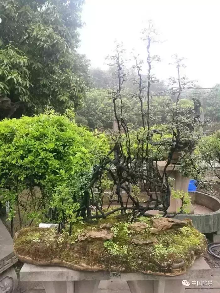 左世新金弹子盆景直播,左世新根艺金弹子