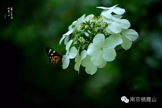 落叶禅意故事,一片树叶的禅意故事