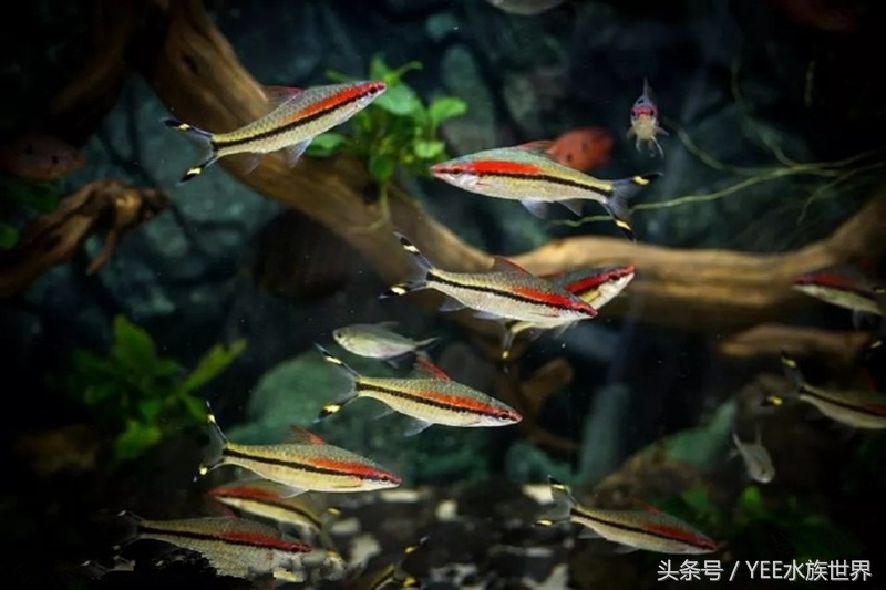 除藻后的绿藻怎么处理,除鱼缸藻类要把鱼捞出来吗