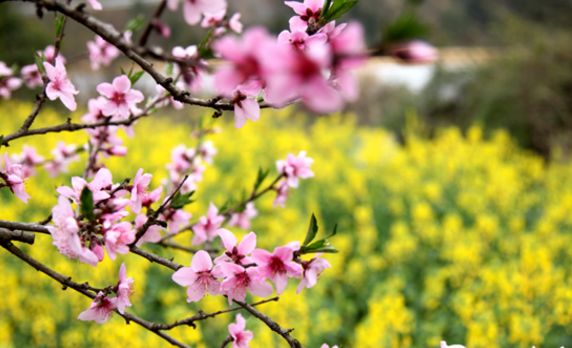 「诗词原创」罗武第｜村趣—乐隐柴门云涧度草鸡卧暖饮霞阳