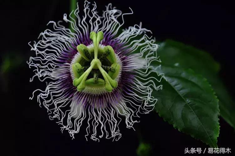 百香果栽培的最佳温度,百香果苗栽培多久能结果