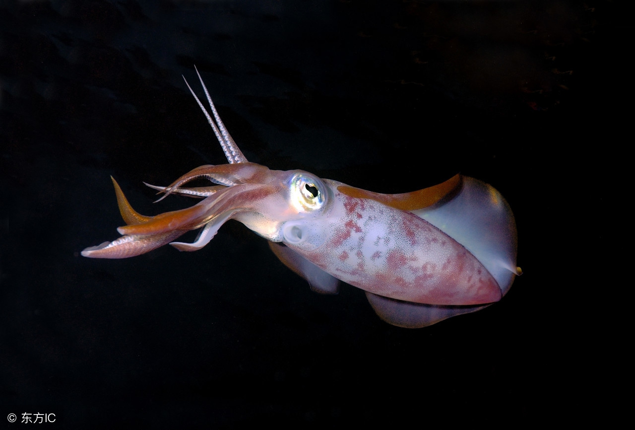 最好养的小体金鱼品种有哪些,兰寿金鱼和哪些品种金鱼混养