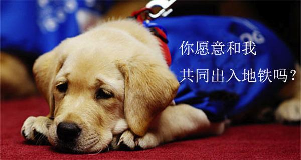 导盲犬十大最差的狗,适合做导盲犬的狗有哪些