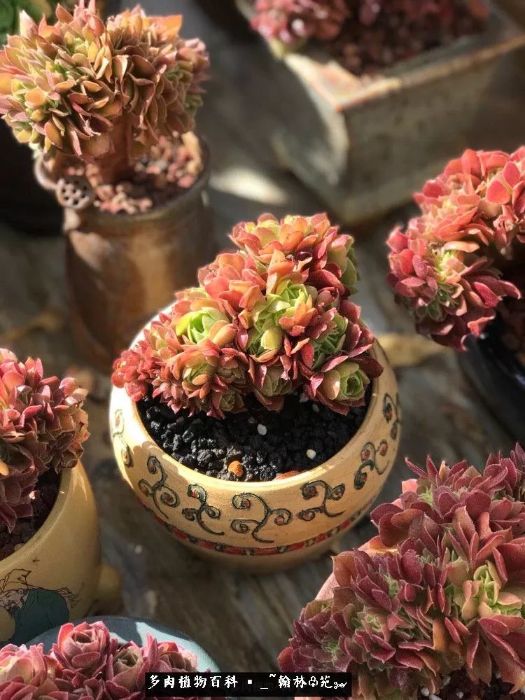 又一场法师视觉盛宴欣赏：翰林苑的昆明多肉花园！