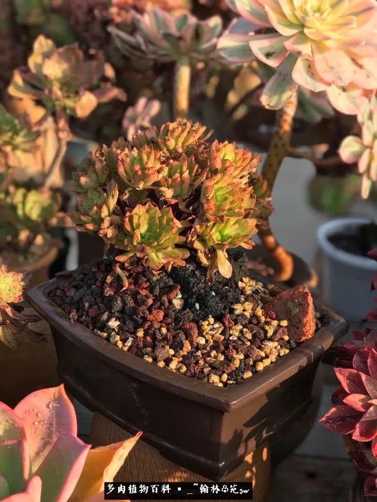 昆明精品多肉花园,昆明最好看的多肉花园