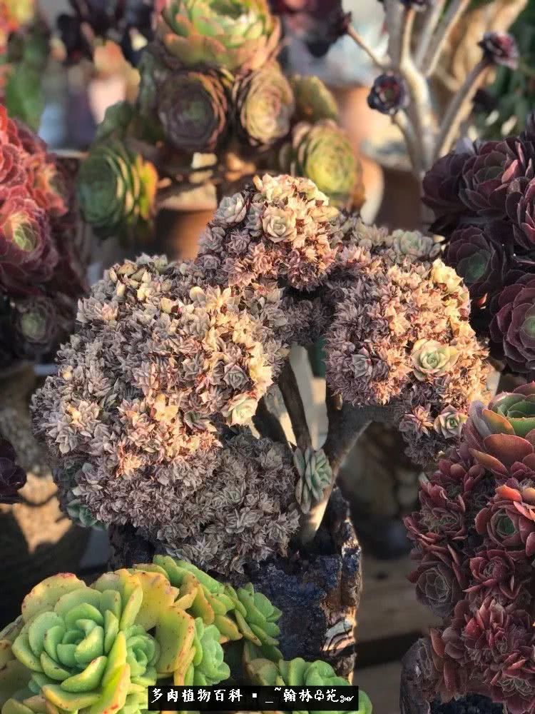 又一场法师视觉盛宴欣赏：翰林苑的昆明多肉花园！