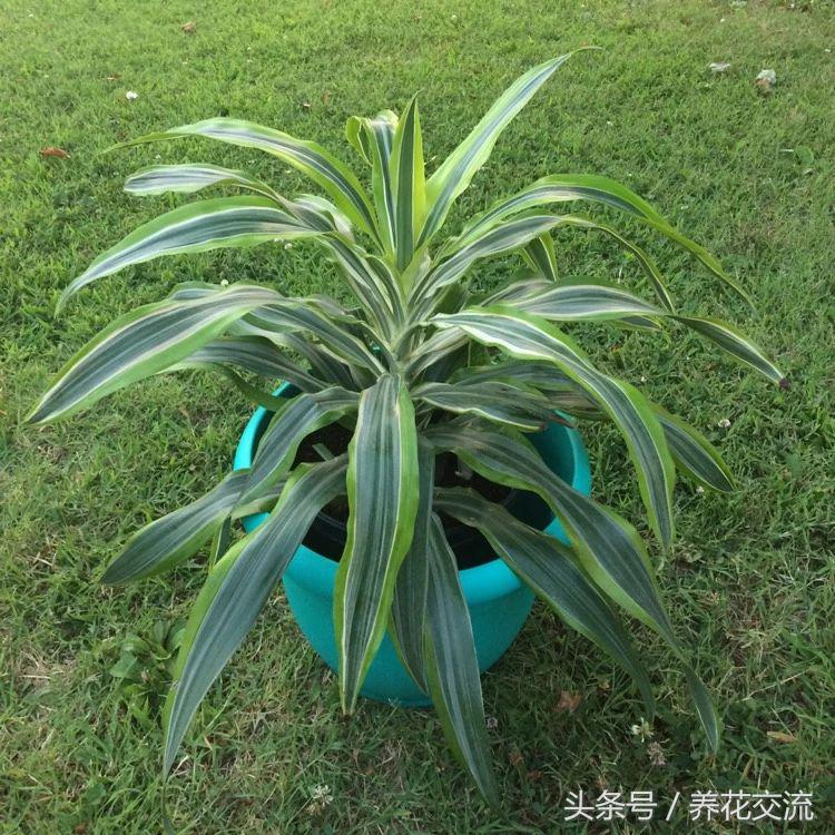 客厅室内净化空气最佳植物,室内净化空气的植物有哪些