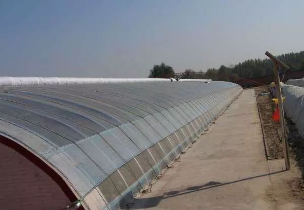 无土栽培的设施和建造,常见的无土栽培设施类型有哪些