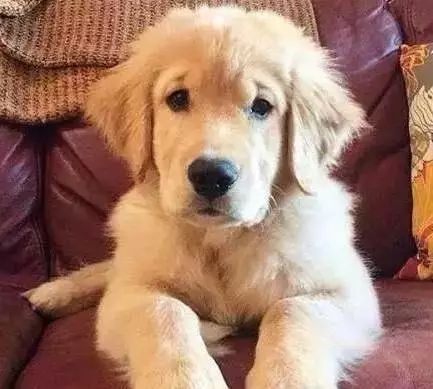 原来狗子还能丑到这种地步,盘点那些让人哭笑不得的狗子