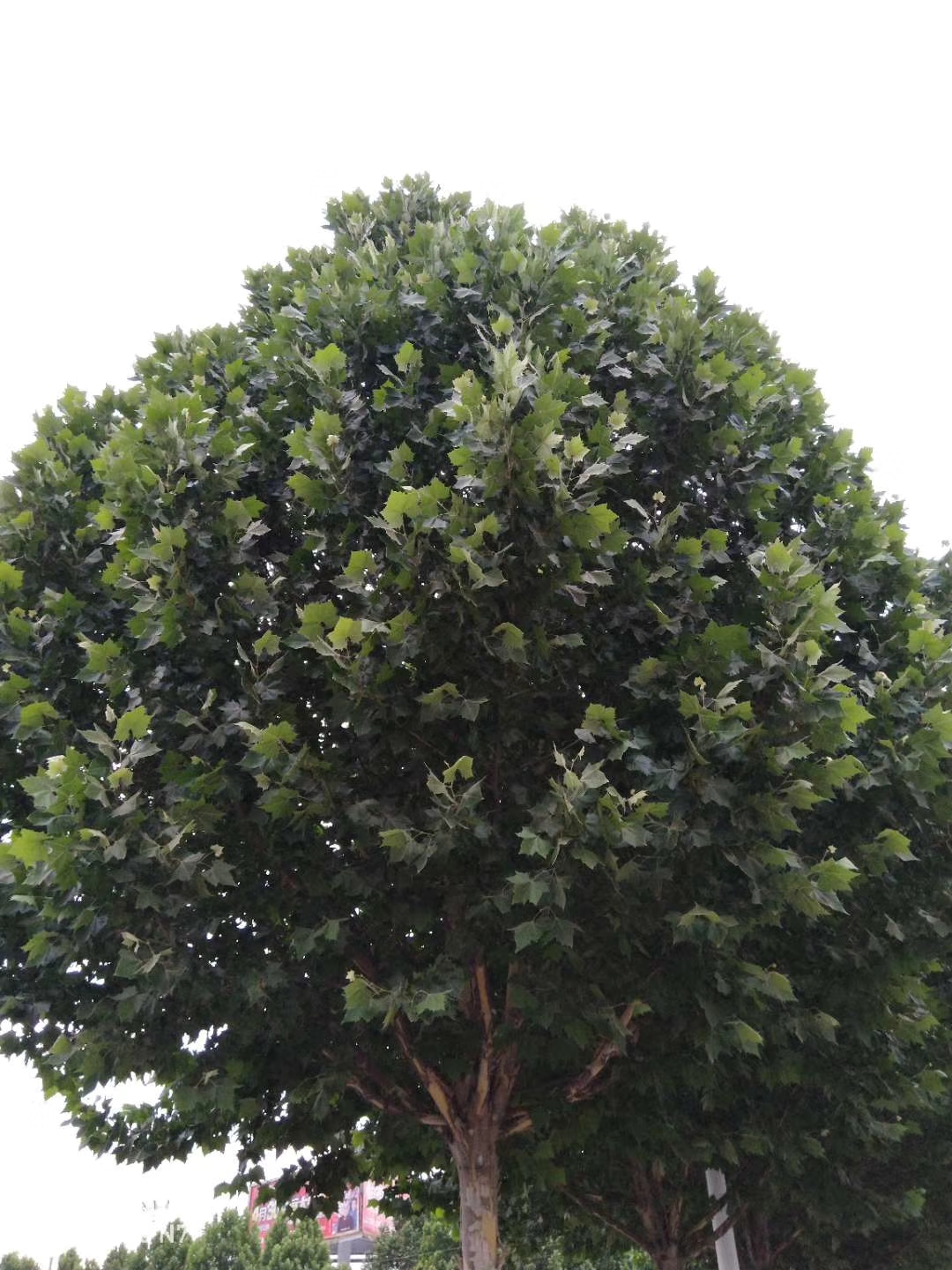 带拍照功能的游戏,手机除游戏拍照还有什么刚需性能