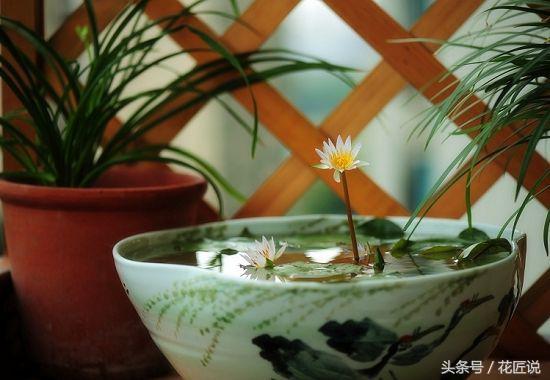 8月种碗莲,秋天种碗莲能开花吗