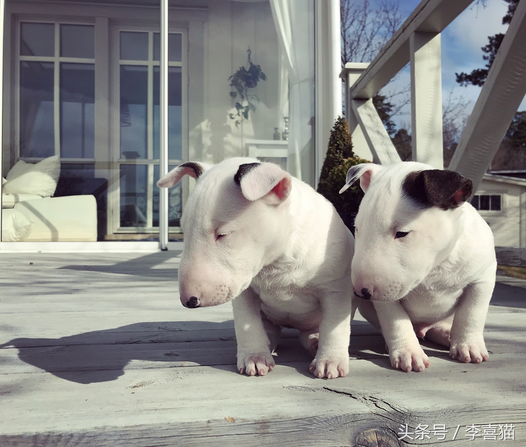 牛头梗的杀伤力有多强,牛头梗的攻击性有多强