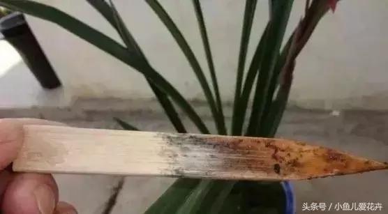 养花浇水知道这14个坑花能活20年,不适合多浇水的8种花