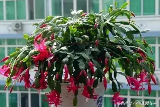 养花浇水知道这14个坑花能活20年,不适合多浇水的8种花