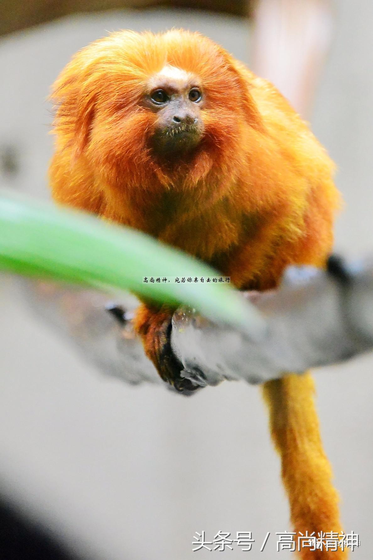 2014巴西世界杯哥伦比亚乌拉圭,2014年世界杯巴西哥伦比亚