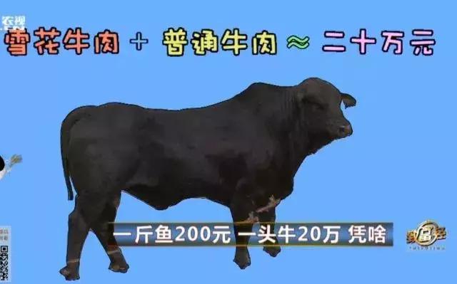 一斤鱼卖500元视频,一斤鱼卖十块五万斤多少钱