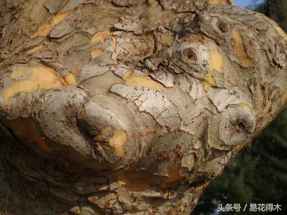 怎么区分榆树和榉树,怎么分辨榆叶梅和碧桃