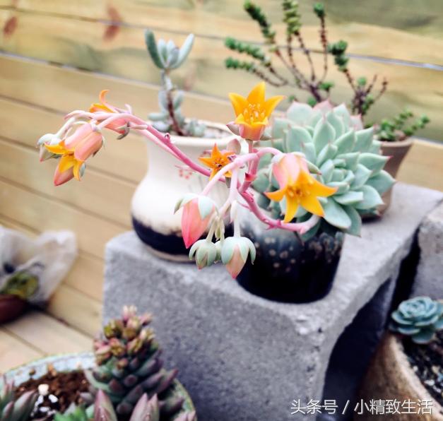 多肉植物开花前怎么养好,多肉植物开花怎么处理