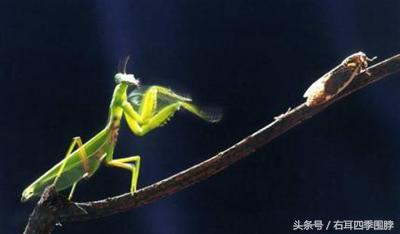 莱阳式螳螂拳,小县城传承