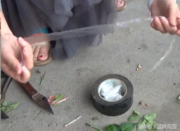 月季树嫁接教程,月季树的芽接方法