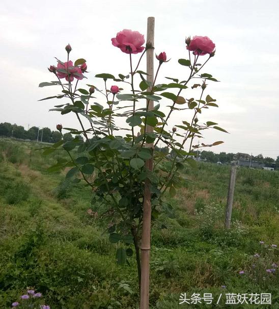 月季树嫁接教程,月季树的芽接方法