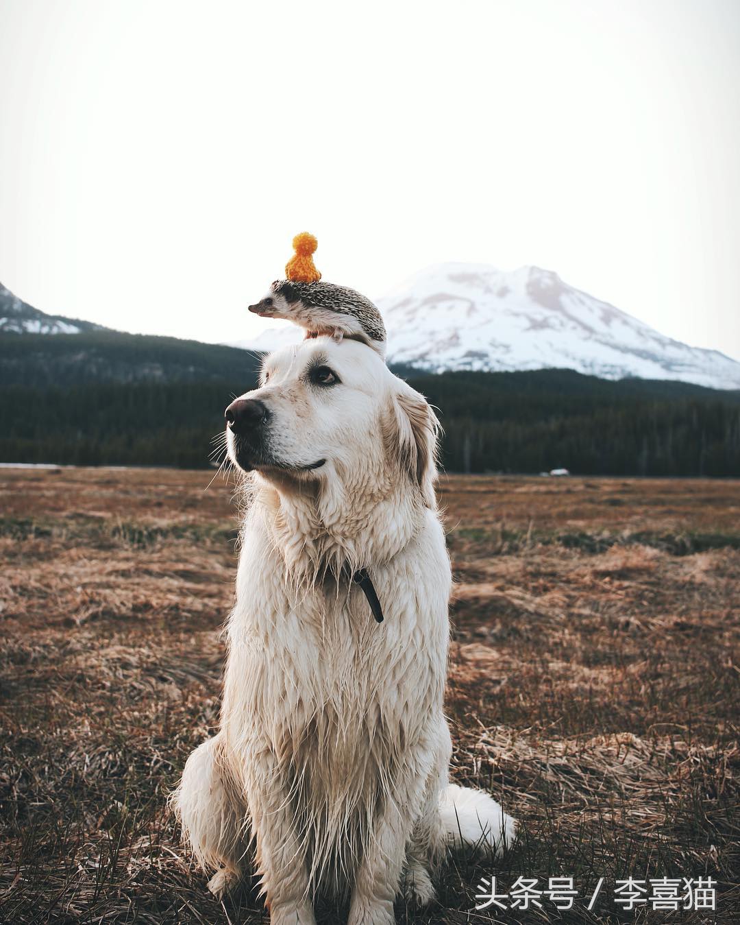 可爱小宠物刺猬,2019最萌宠物刺猬