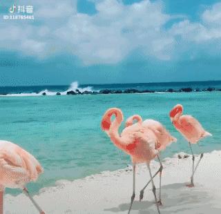 推荐抖音最火合集,抖音干货排行榜全国