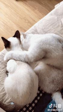 推荐抖音最火合集,抖音干货排行榜全国