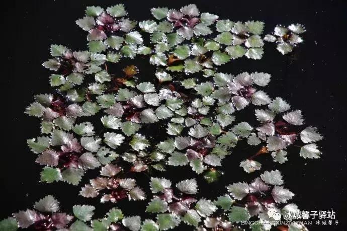 有一处叫世外桃源的地方,有一个地方是世外桃源