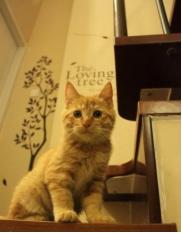 乐家装饰长沙,长沙乐家装饰湖南新闻